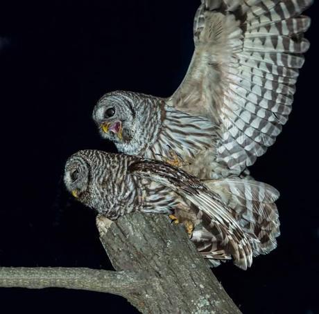 Barred-Owls-Mating-2