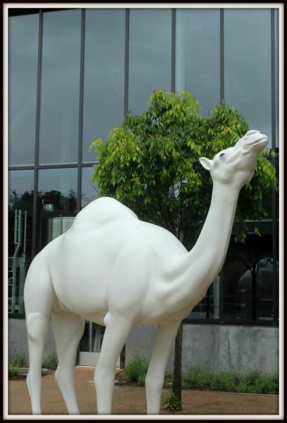 Art and Wine: The Perfect Mixture for Hall Wines hall-wines-camel