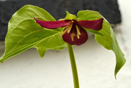 A cold and chilly plant fair (or two.....)