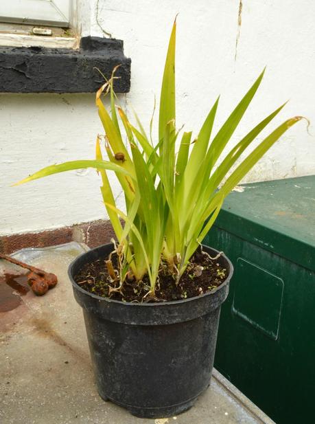 A cold and chilly plant fair (or two.....)