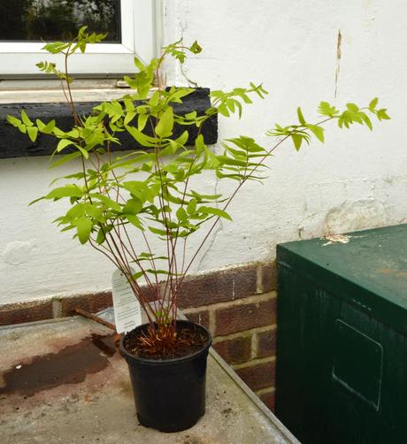 A cold and chilly plant fair (or two.....)