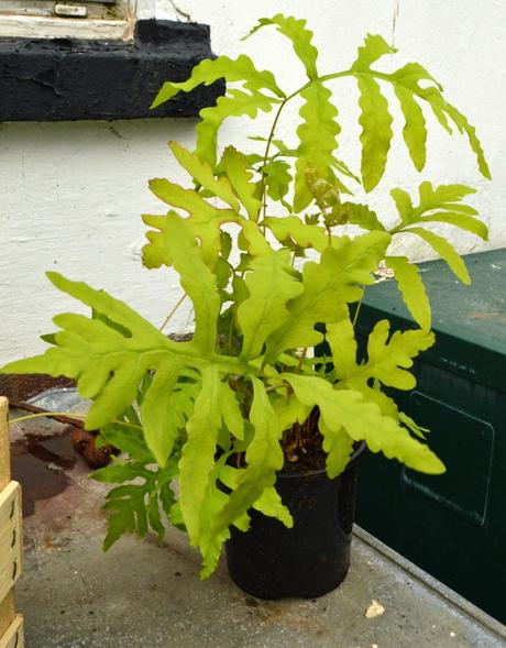 A cold and chilly plant fair (or two.....)