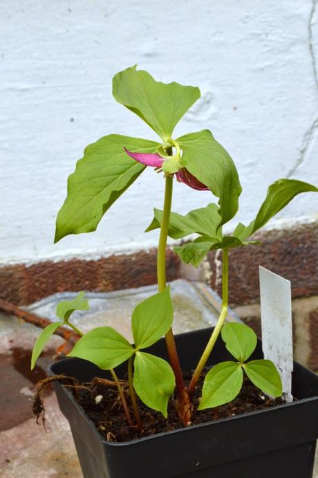 A cold and chilly plant fair (or two.....)