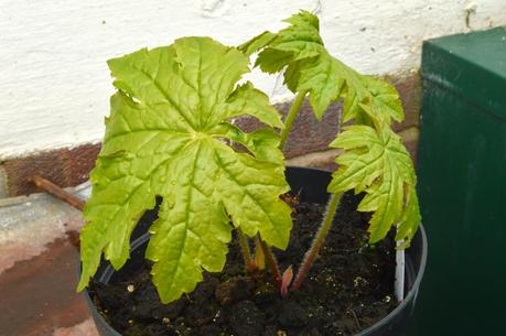 A cold and chilly plant fair (or two.....)