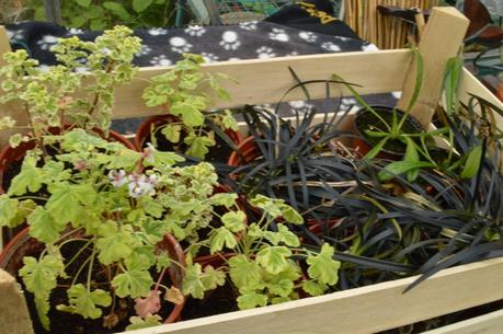 A cold and chilly plant fair (or two.....)