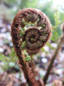 Dryopteris  filix-mas