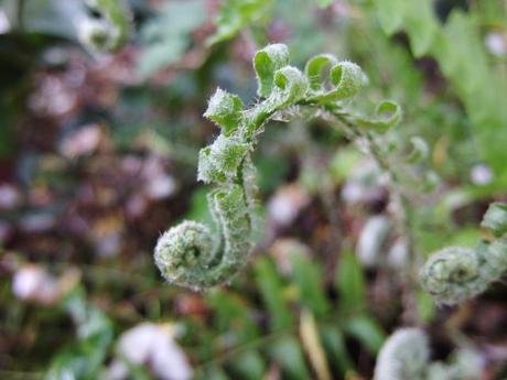 A form of Polystichum