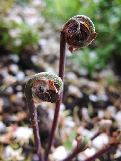 Osmunda regalis (Royal Fern)