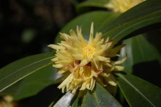 Illicium simonsii Flower (16/04/2014, Kew Gardens, London)