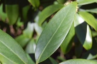 Illicium simonsii Leaf (16/04/2014, Kew Gardens, London)