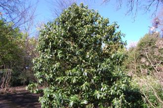 Illicium simonsii (16/04/2014, Kew Gardens, London)