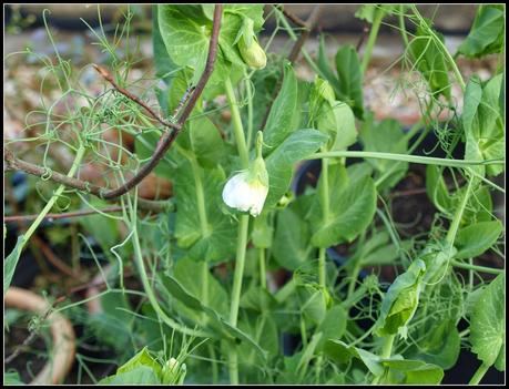 Peas - the end is in sight