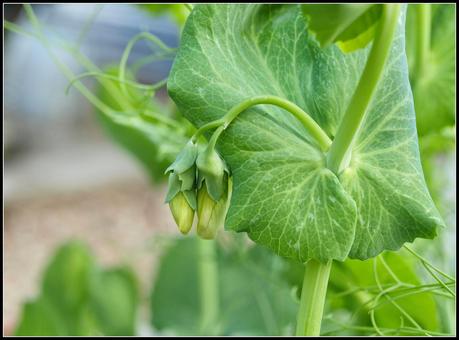 Peas - the end is in sight