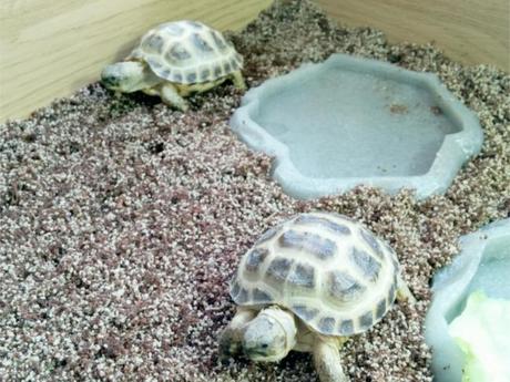 Daisybutter - UK Style and Fashion Blog: Horsfield tortoises, pet tortoises, photo diary