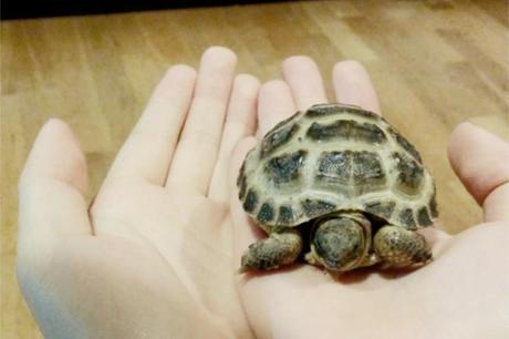 Daisybutter - UK Style and Fashion Blog: Horsfield tortoises, pet tortoises, photo diary
