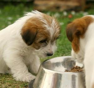 homemade dog foods