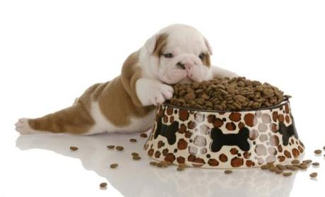 puppy food