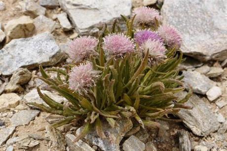 Beautiful lilac chive-like succulents. 