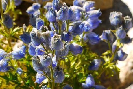 My favorite Delphiniums grow at nothing less than 5000m.