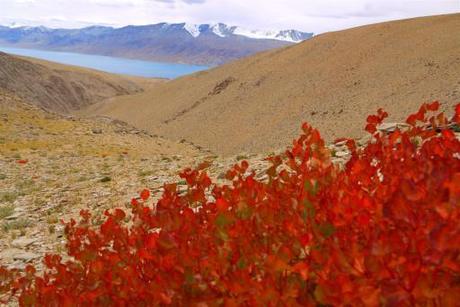 I focussed on the number of different plants species I could count from 5000m onwards.