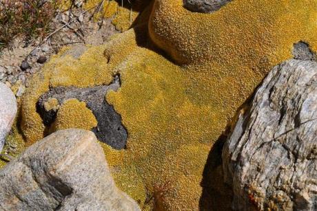 Incredible luminous lichens.