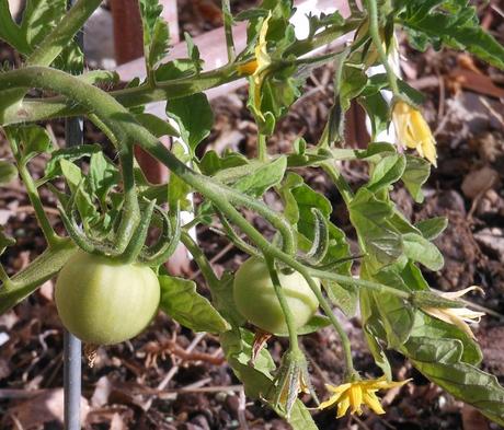 One of my tomato plants has two little tomatoes on it and several flowers.  My heirloom cherry tomato plant has quite a few flowers, which I hope will develop into delicious cherry tomatoes.  My third tomato plant was put into the ground a couple of weeks after the first two.  While it's growing well, I don't see any flowers yet.