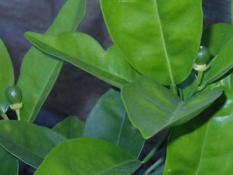 My orange tree has dropped some of the tiny oranges, but that's a good thing.  I may still have to thin the fruit later (remove some of it), but I'm going to wait and see what mother nature does first.