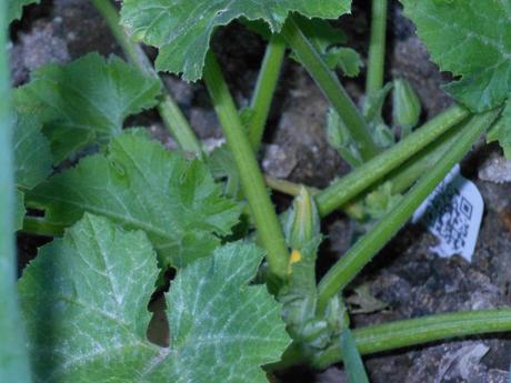 Zucchini Squash - Flowers are getting ready to bloom, and I hope the bees come to pollinate them.  I planted some lavender pretty close to this plant, and the bees seemed to LOVE the lavender at the garden center.  If the bees do not come, I will try hand pollinating.  