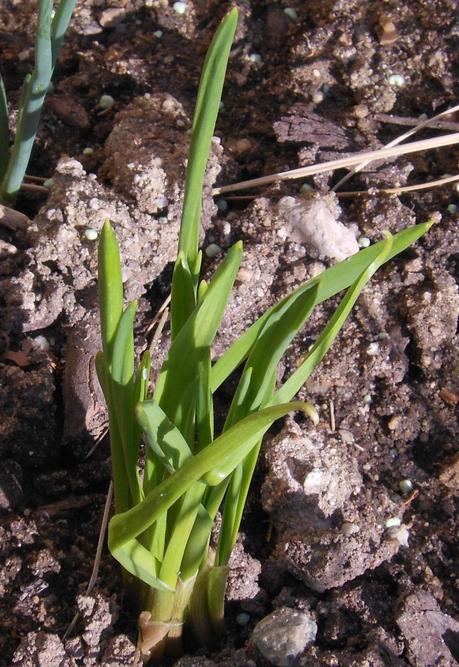 Garlic!  I planted some garlic a couple of weeks ago, and it is sprouting!  I think I was supposed to plant it in the fall, so it may not do well when it gets hot.  We will see.  I only spent 50 cents on 5 bulbs to plant, so if I get a couple of heads of garlic out of it, I will consider that a success.