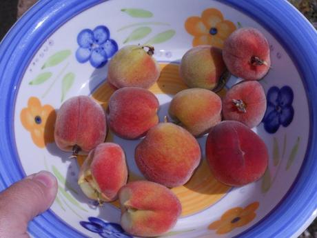 These are the peaches I pulled off the tree.  Not sure what to do with them (other than possibly composting them).  Anyone have any suggestions?