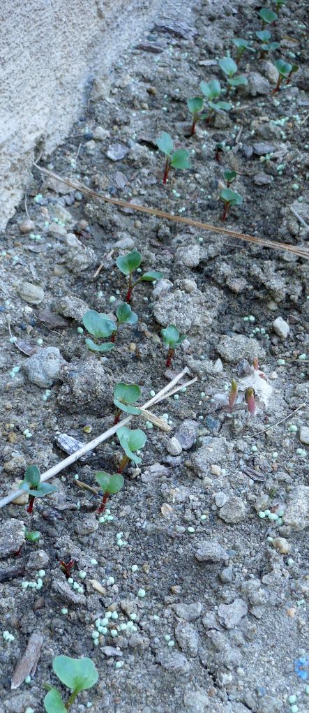 Radishes - The seed packet said these grow quickly (20-30 days), and I believe it.  Look at the size of those plants already!  I planted them the same time as the spinach seeds.  