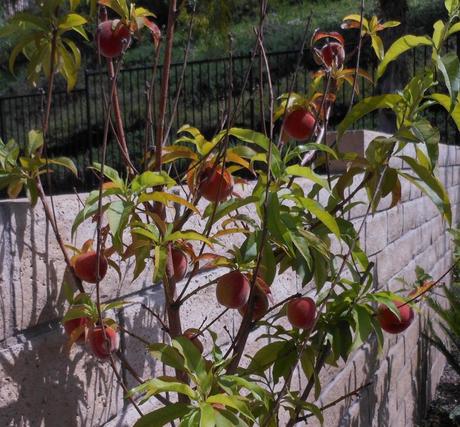 Peach Tree - I thinned the fruit as recommended by fruit tree experts.  Hopefully, this will allow my little tree to produce beautiful, large, juicy peaches.