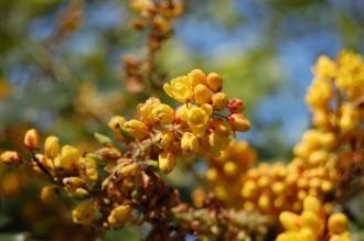 Mahonia napaulensis Flower (16/03/2014, Kew Gardens, London)