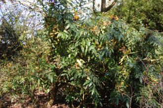 Mahonia napaulensis (16/03/2014, Kew Gardens, London)