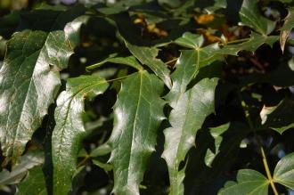 Mahonia napaulensis Leaf (16/03/2014, Kew Gardens, London)