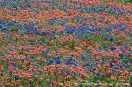 Wildflowers Dancing in the Wind © 2014 Patty Hankins