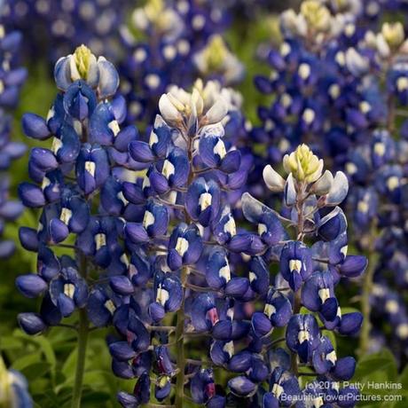 Bluebonnets © 2014 Patty Hankins