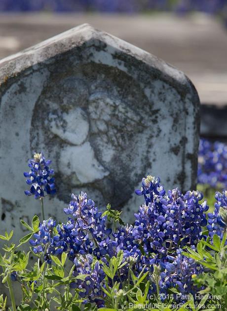 Bluebonnets at an Old Cemetery © 2014 Patty Hankins