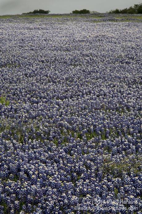 Field of Bluebonnets © 2014 Patty Hankins