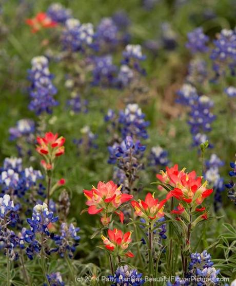 Bluebonnets and Texas Paintbrush © 2014 Patty Hankins