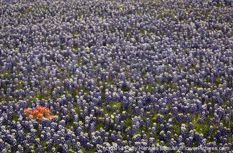 Field of Bluebonnets © 2014 Patty Hankins