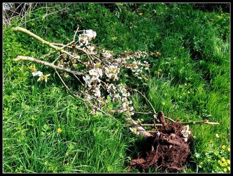 Allotment Heartache