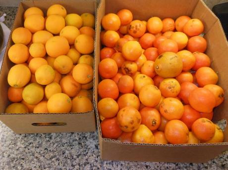 This must be at least 20 pounds of oranges.  Maybe I went a little overboard and should have bought just one box.  Some of these are 