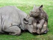 Africa Rhino Horn Trade
