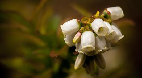 Blueberry blossoms