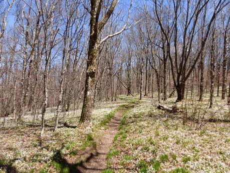 Day 10: Early Spring In The Smokies