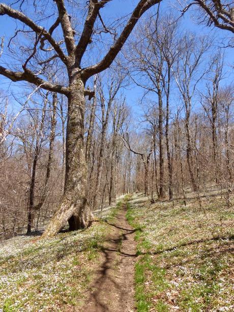 Day 10: Early Spring In The Smokies