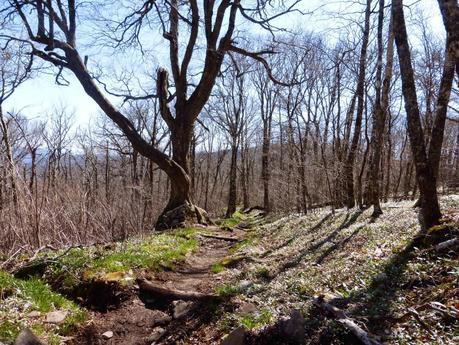 Day 10: Early Spring In The Smokies