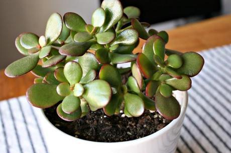 Succulent-Care-101-Plant-Jade-Garden-Gardening-House-Pot-Ikea-Planter