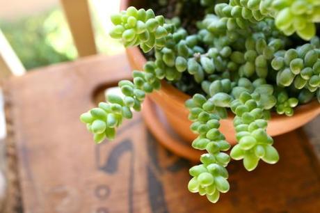 Succulent-Care-101-Plant-Burro-Tail-Garden-Gardening-Pot-Planter-Clay-Crate-Vintage-Antique-7up-Patio-Decorating